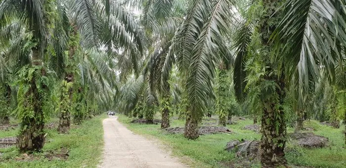 Palm forest