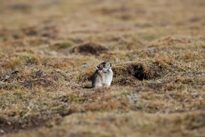 Non-hibernating pikas' protein restriction tweaks their gut microbiome to help them survive the winter, when winter-active herbivores often struggle to find dietary protein