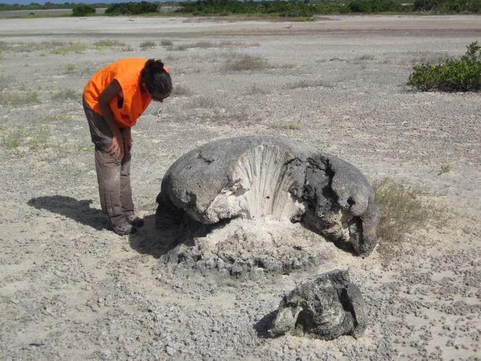 Researcher inspects coral boulder