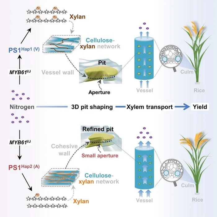 Graphical abstract for the vessel pit shaping in sustaining xylem transport and grain yield in rice