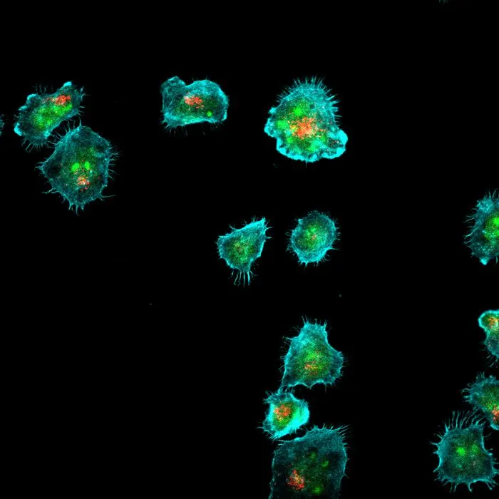 The immune synapses formed by NK-92 cells.