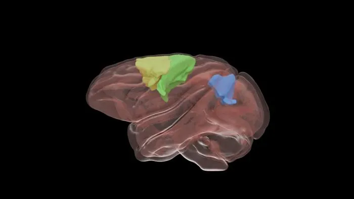 Graphic brain