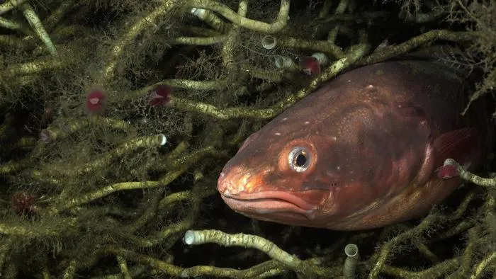 Red cusk-eel burrowed in among tubeworms at a methane seep