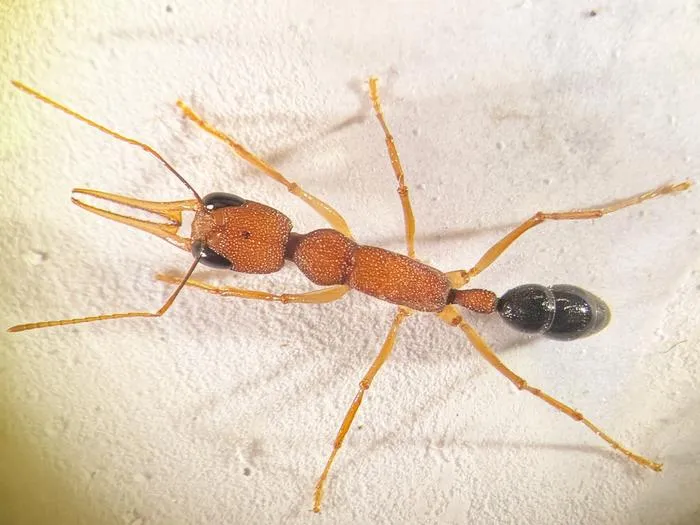 Indian jumping ant