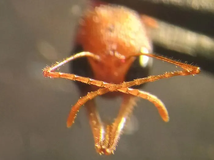 Indian jumping ant