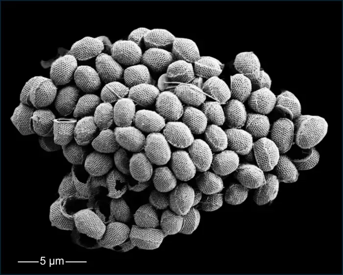 Coccolithophore_Holococcolithophore_NPacific_MGrelaud