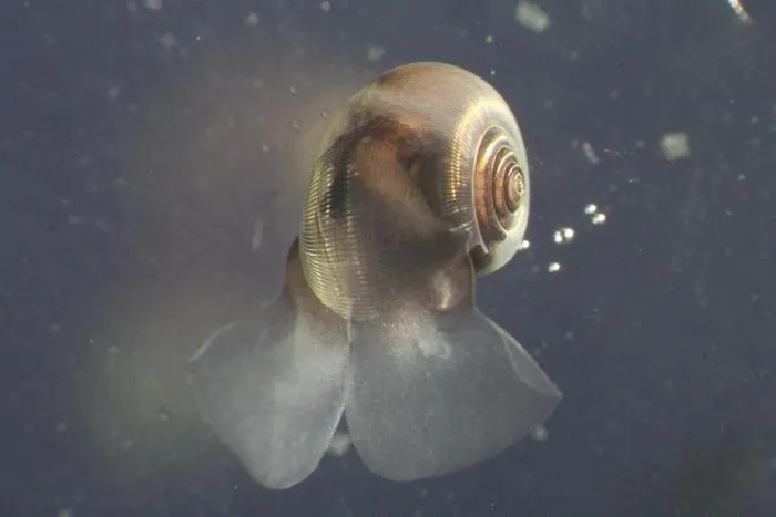 Pteropods_Limacina Helicina_credit_Alena Sakovich and Clara Manno-1