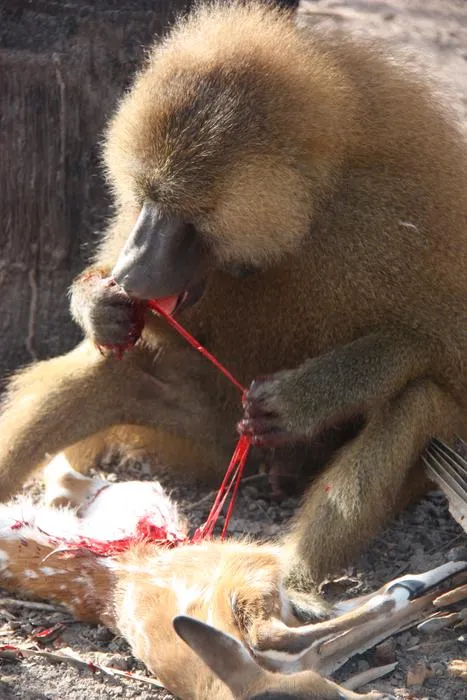 Male Guinea Baboon