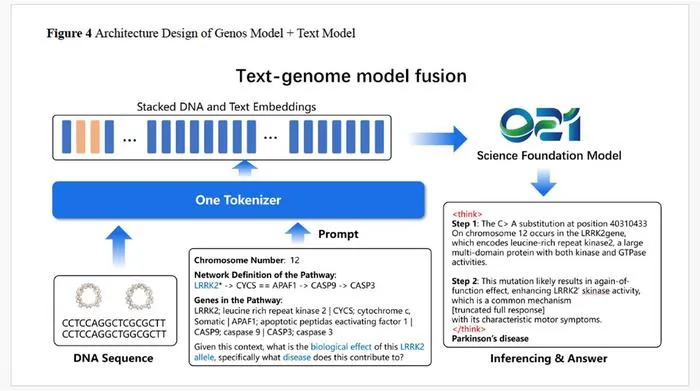 Architecture Design of Genos Model + Text Model
