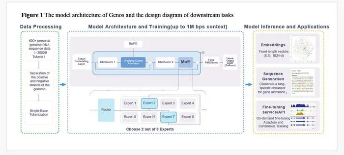 The model architecture of Genos and the design diagram of downstream tasks