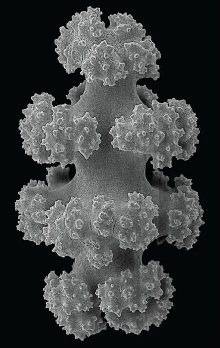 A Sclerite