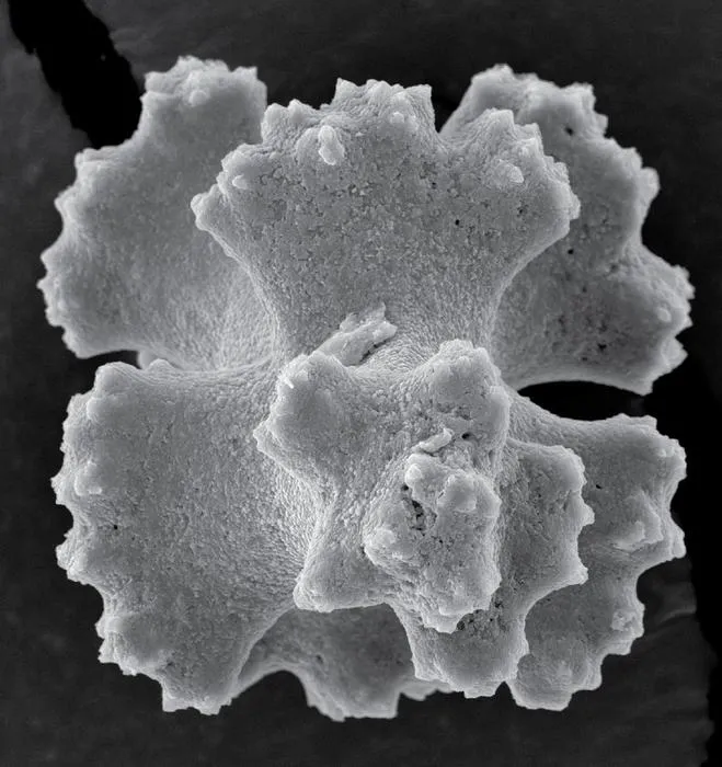 Sclerite, Top View