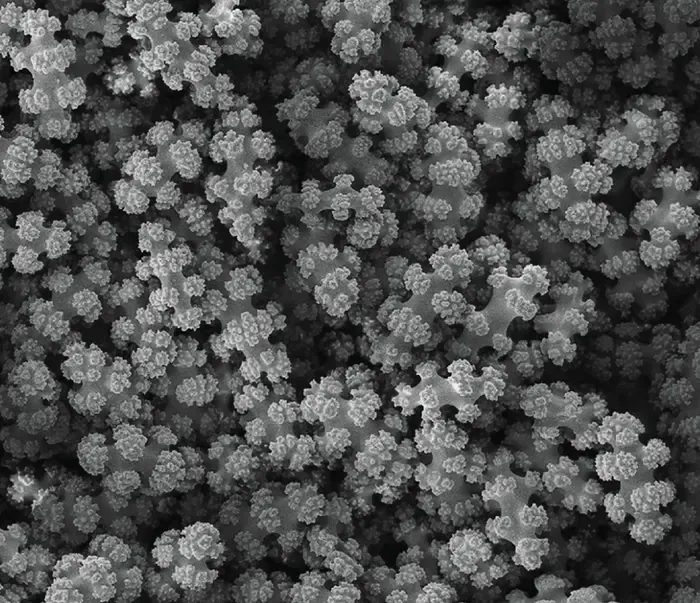 Sclerites Up Close
