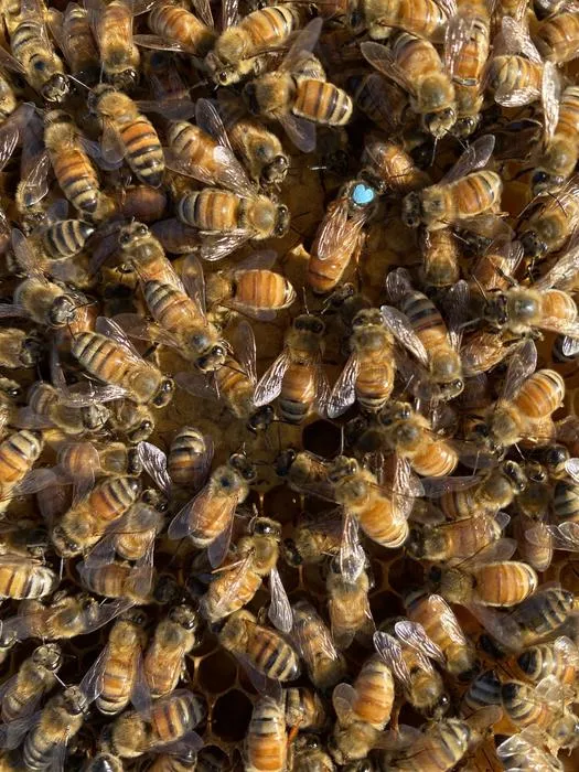 Queen honey bee