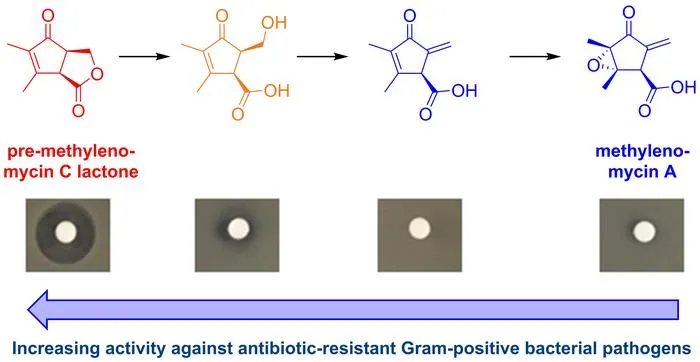 pre-methylenomycin C lactone potency image