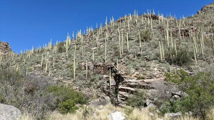 saguaro Jeff Moore