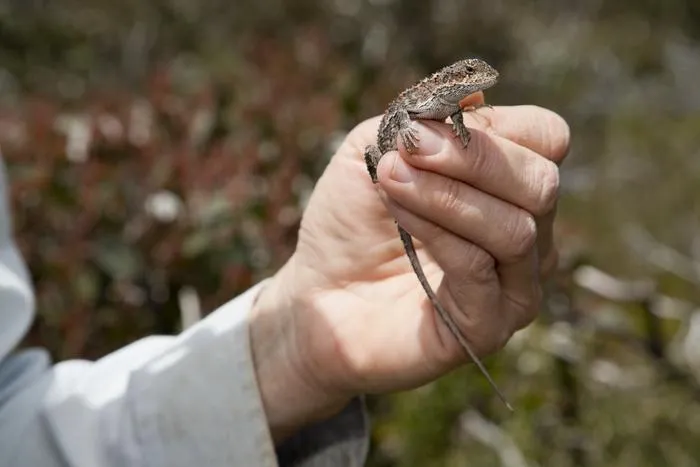 Rankinia diemensis, Mountain Dragon (Grampians National Park 2012)