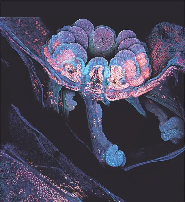 Coral polyp