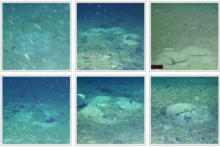 Icefish nests