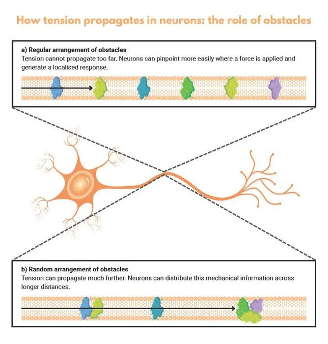 Infographic - How tension propagates in neurons: the role of obstacles