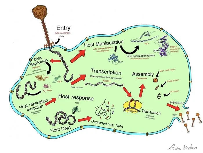 Illustration of Phage G