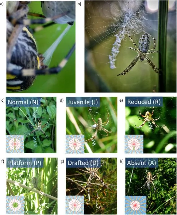 The effect of different structural decoration geometries on vibration propagation in spider orb webs