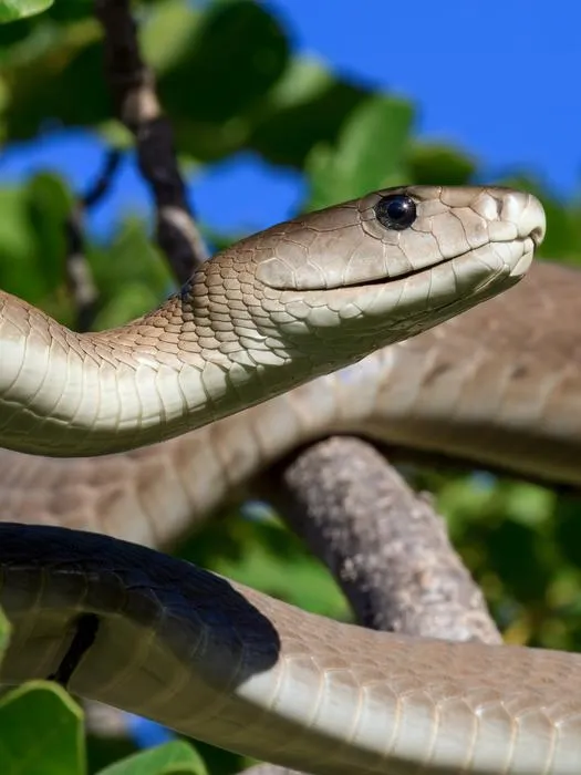 Black Mamba