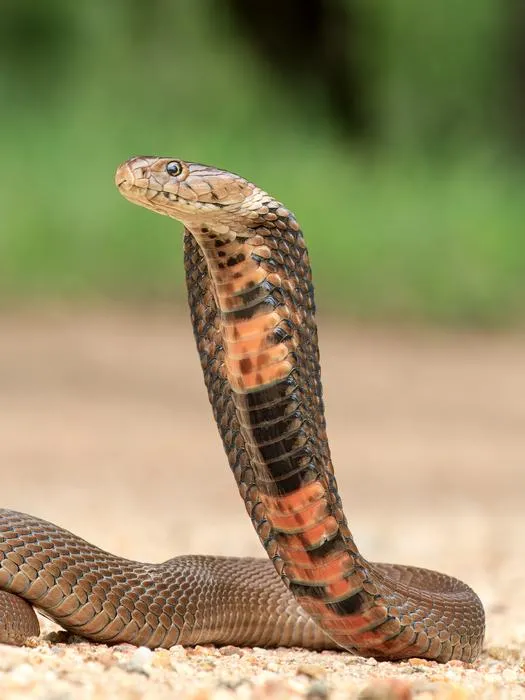 African spitting cobra