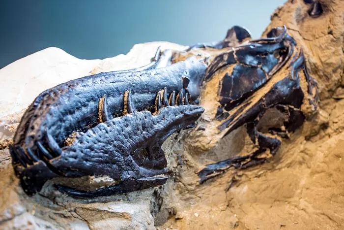 Nanotyrannus lancensis skull