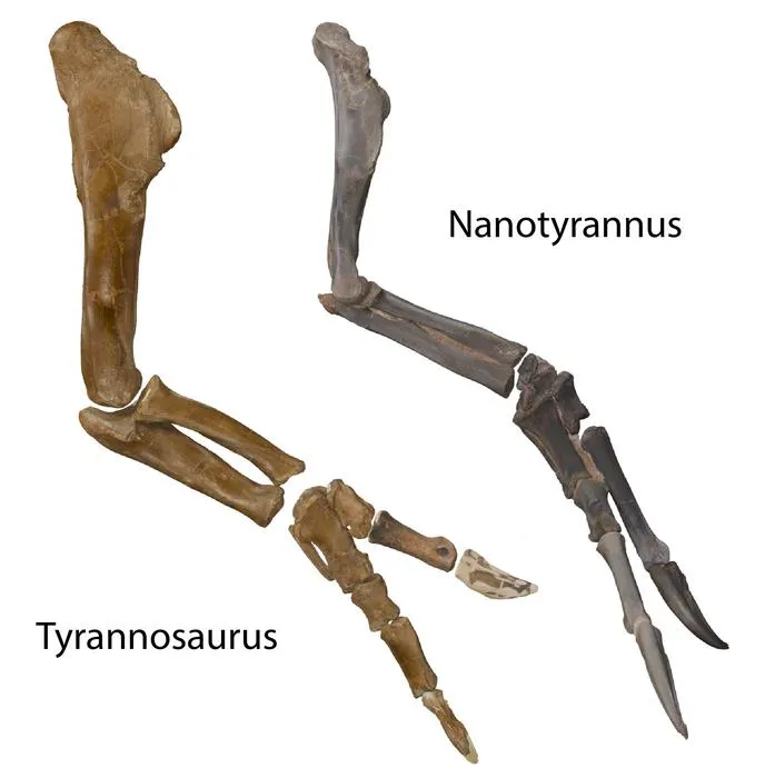 Arm Comparison