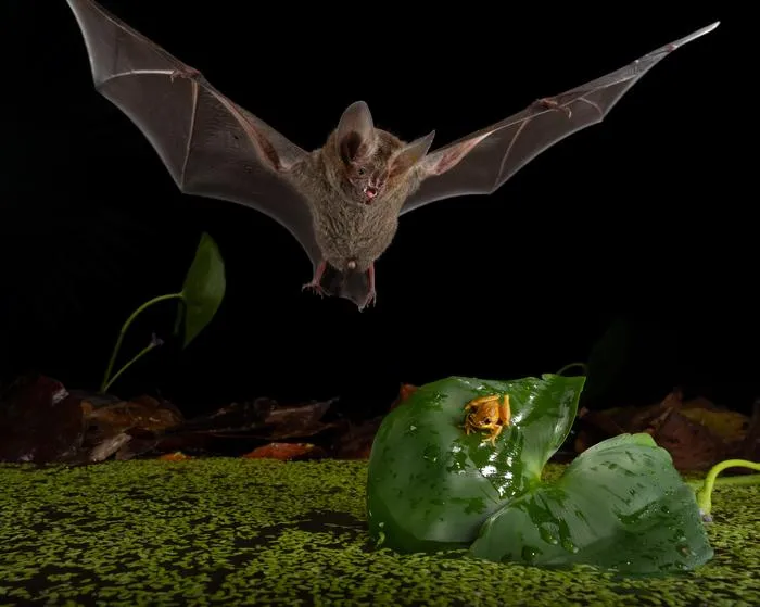 Trachops hovering over a frog on a leaf