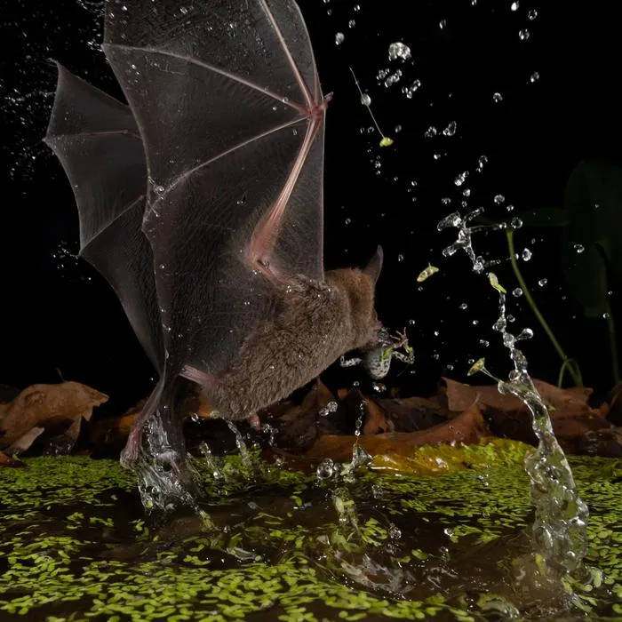 Trachops splashing while catching a tungara frog from a pond