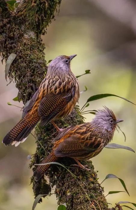 Streaked barwing