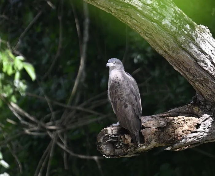Lesser fish eagle
