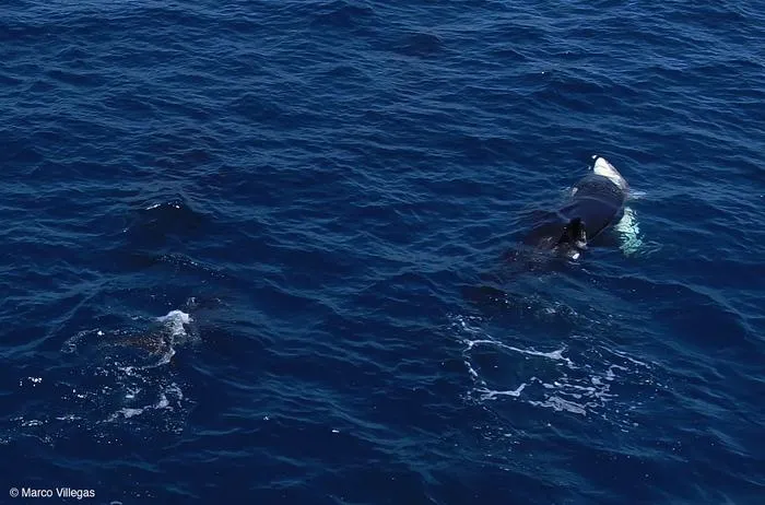 An orca strikes a shark in the belly.