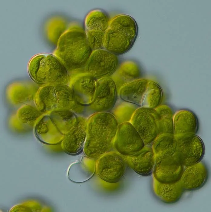 The alga Coleochaete. Researchers looked at DNA and data from fossil evidence to figure out when and how this alga evolved its disc-shaped, branching form rather than simple filaments.