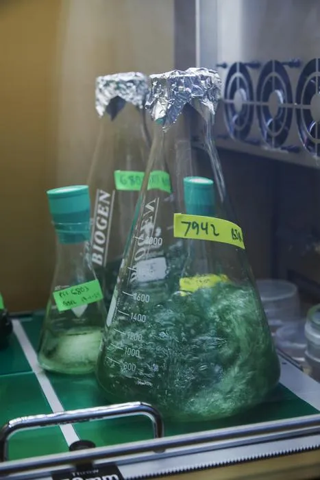 Algae cultures