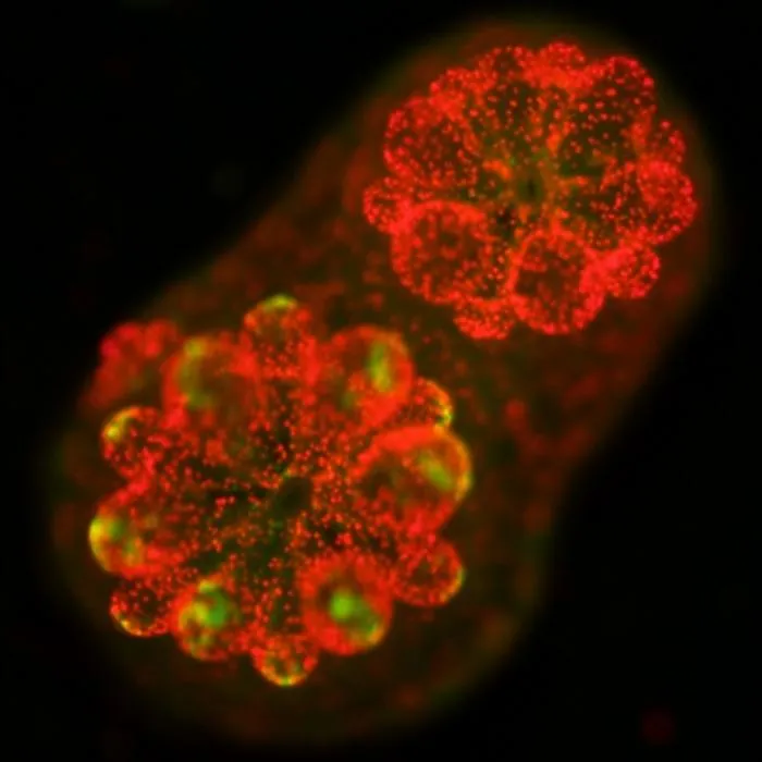Symbiotic algae