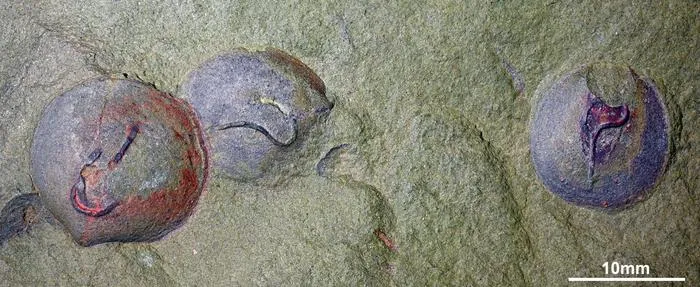 Spionid fossils
