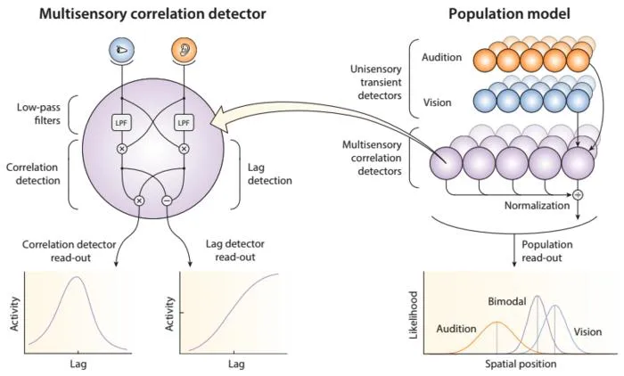 Multisensory Correlation Detector population model