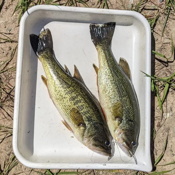 Observing largemouth bass in the field