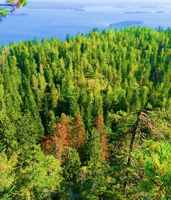 Trees damaged by the European spruce bark beetle
