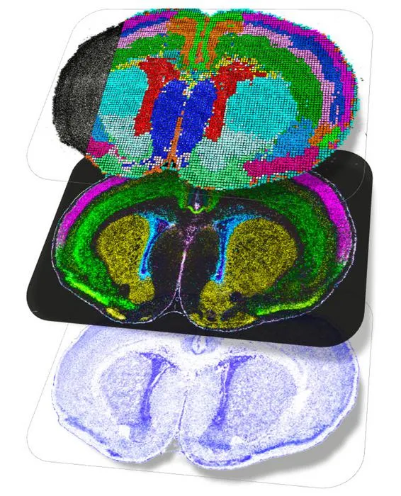 Spatial Multiomics Maps