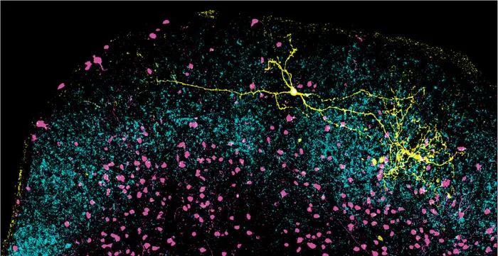 Study reveals that the basic mechanisms of visual attention emerged over 500 million years ago