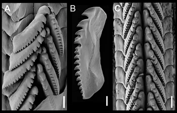 Figure 6_radula