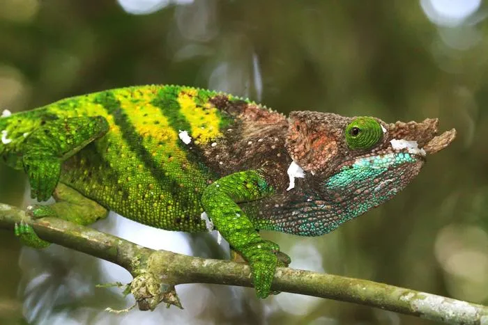 Calumma oshaughnessyi