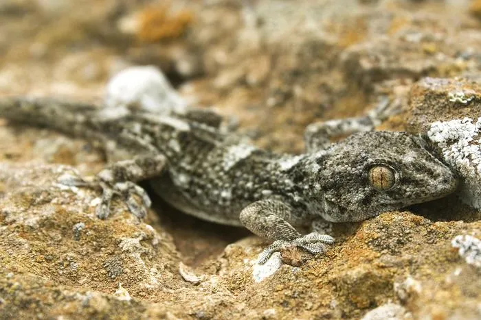 Tarentola boettgeri