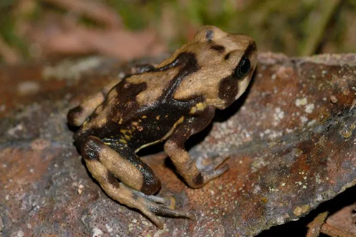 Like its relatives, Nectophrynoides luhomeroensis has large skin glands all over its body.