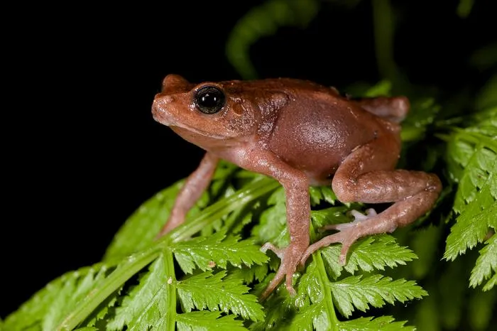 Nectophrynoides, like this N. viviparus, live in the low vegetation. Photo credit: Michele Menegon