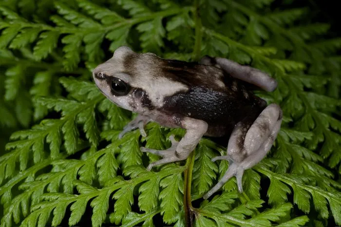Nectophrynoides viviparus and its relatives vary greatly in colour. Photo credit: Michele Menegon